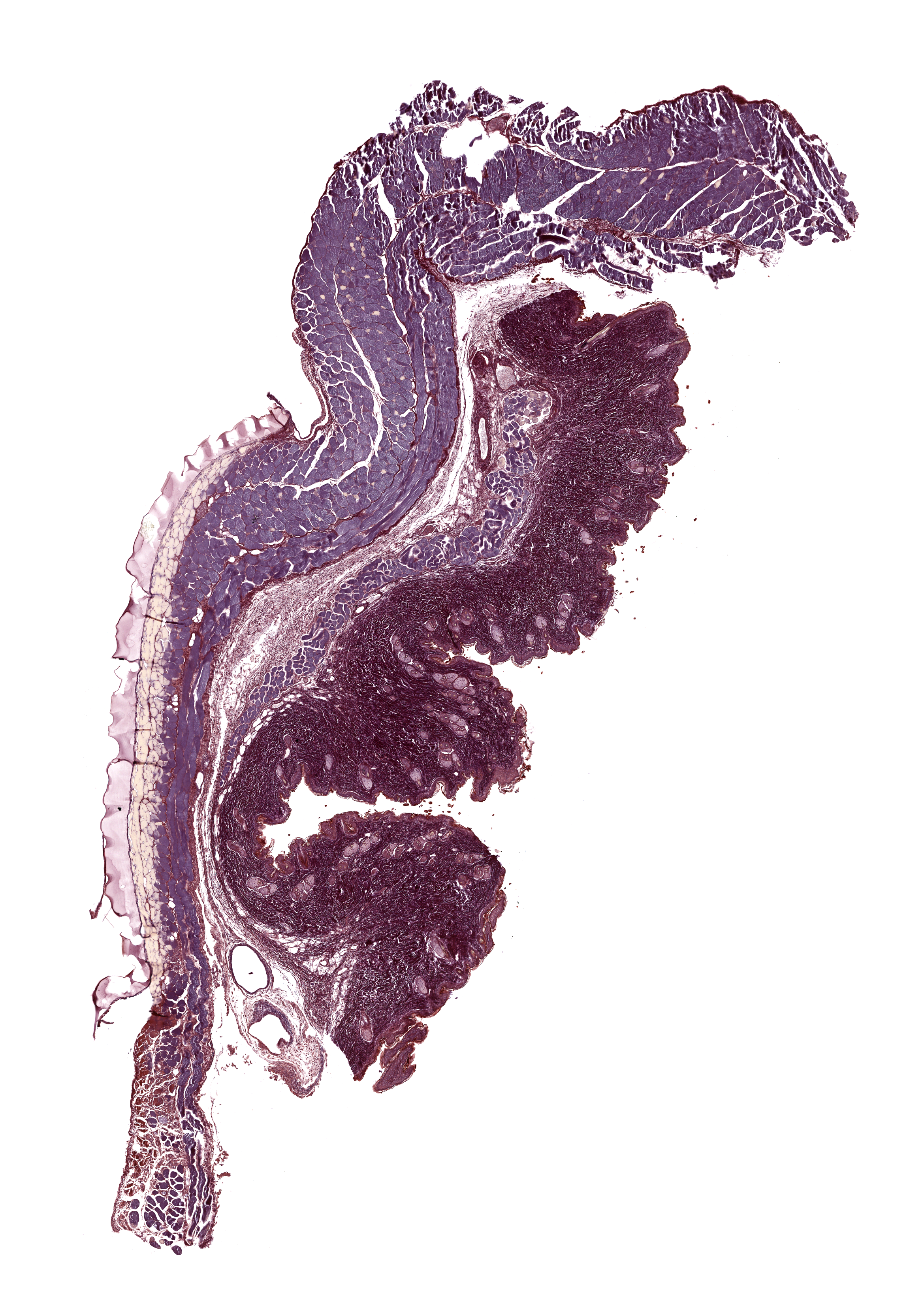 PTAH-stained tissue section with a purple, curved outline resembling a dragon against a white background.