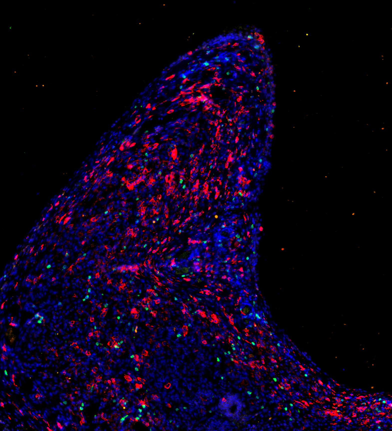 Immunofluorescence image of a curved tissue section with DAPI in blue, F4/80 in red, and CD3 in green.