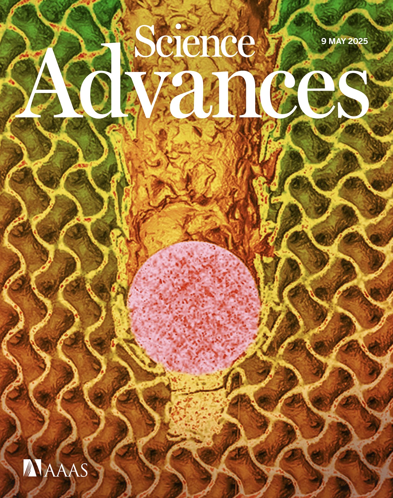 Science Advances cover dated 9 May 2025, showing a pink sphere among green, yellow, and orange cellular structures.