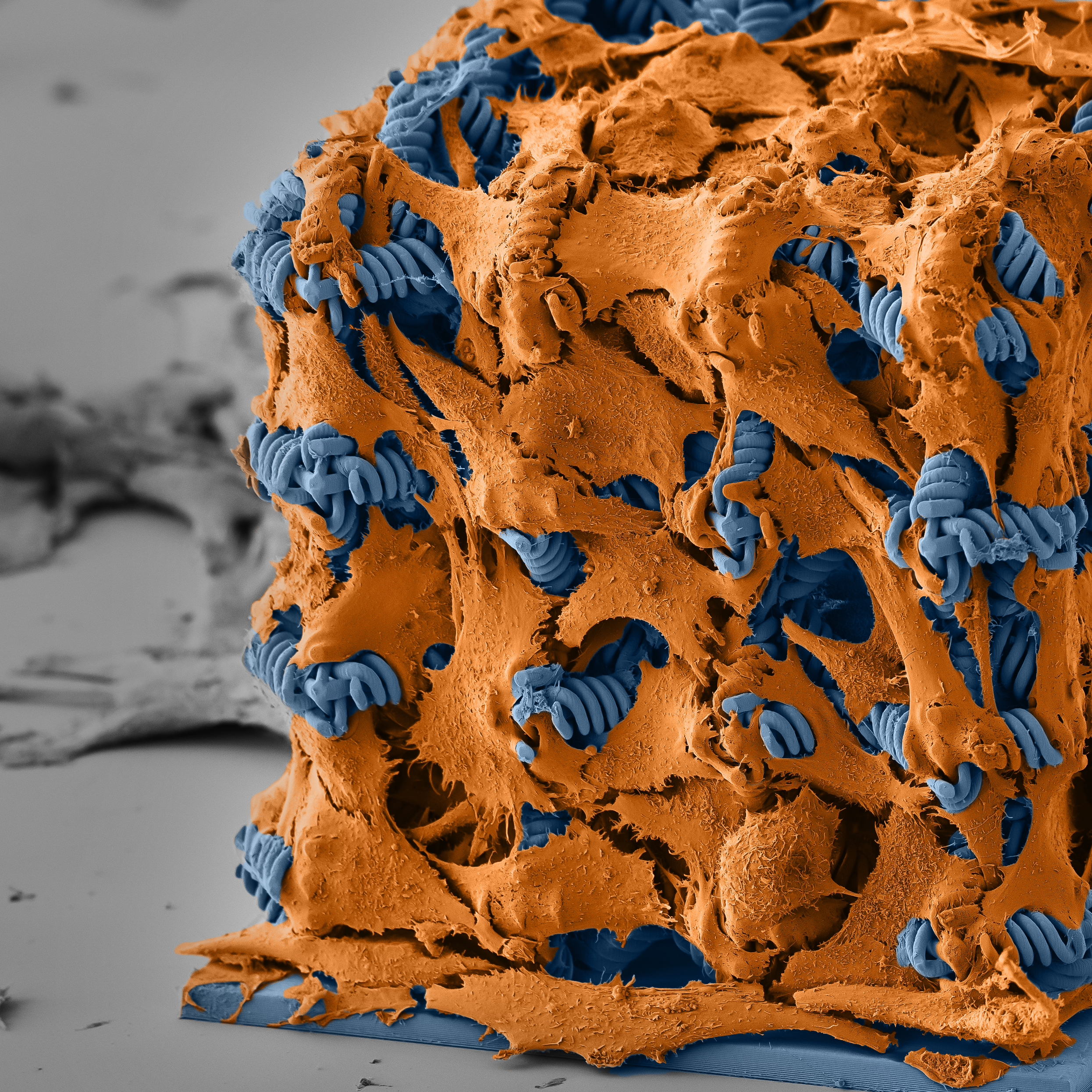 Colorized SEM image of a 3D woven bioscaffold, with orange surfaces spanning interwoven blue structures.